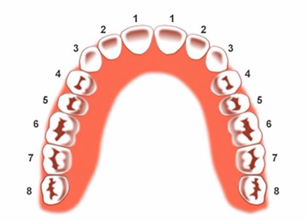  Vị trí răng số 4 trong hàm