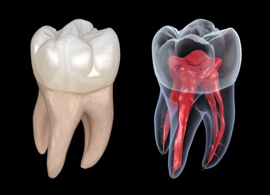 Tủy răng có nhiều chức năng