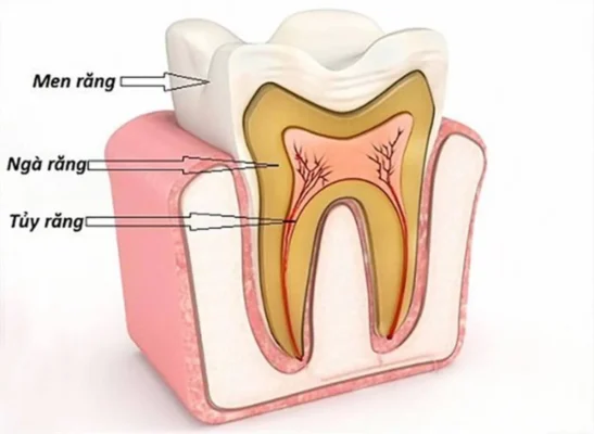 Tủy răng là một phần vô cùng quan trọng của răng