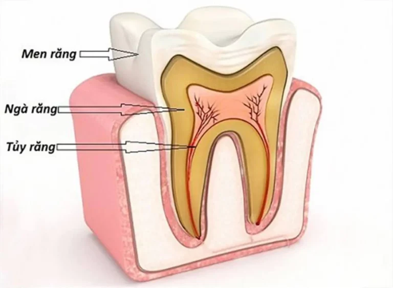 Tủy răng là gì? Tác dụng của tủy răng đối với sức khỏe răng miệng